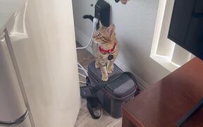 Cat Explores His New Aerial Playground