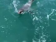 Baby Sea Lion Playfully Chases RC Toy Motorboat