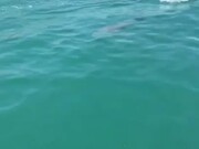 Baby Sea Lion Playfully Chases RC Toy Motorboat