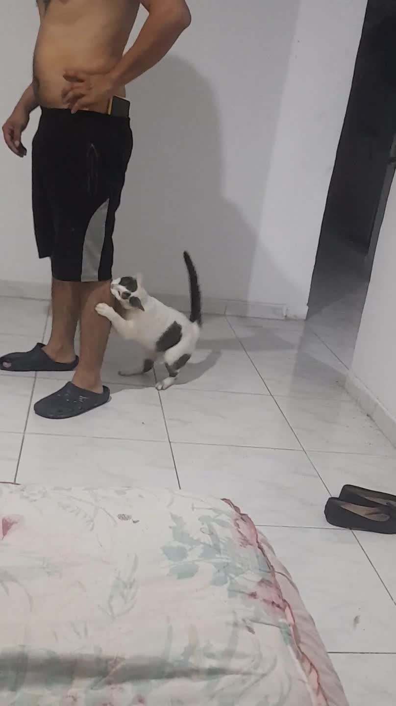 Excited Cat Chases and Bites Owner While Playing
