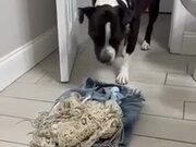 Dog Steals Owner's Clothes While She Takes Shower