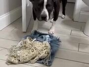 Dog Steals Owner's Clothes While She Takes Shower