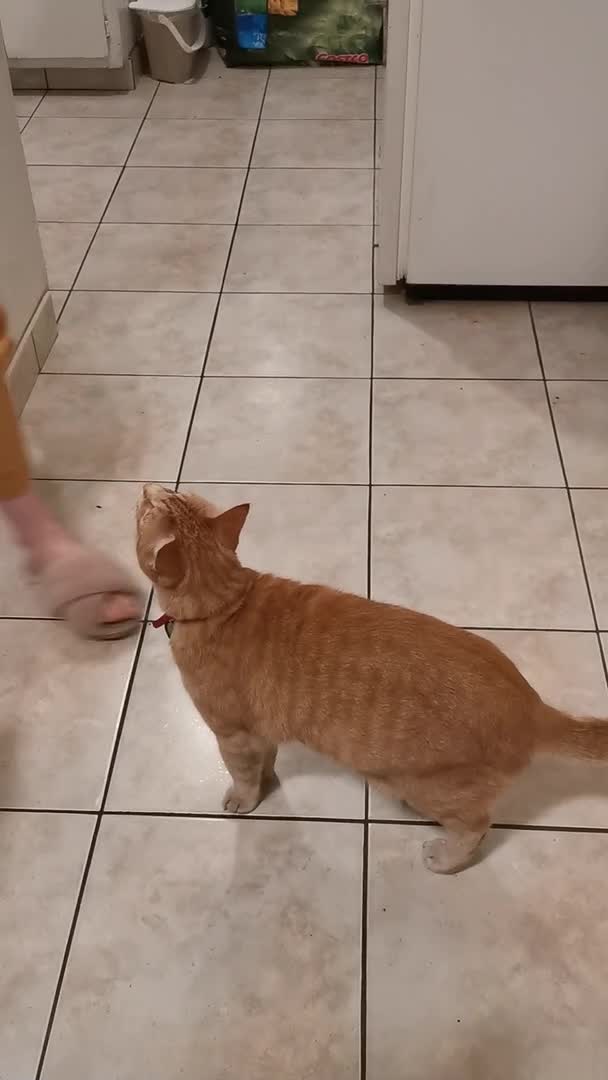 Cat Struggles to Take Plastic Glass Off Her Face
