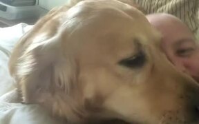 Golden Retriever Refuses to Leave Owners