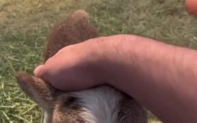 Lamb Adorably Wags Tail as Person Caresses It