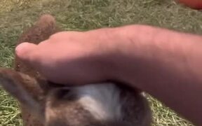 Lamb Adorably Wags Tail as Person Caresses It