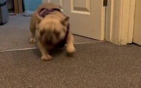 Dog Excitedly Does Hilarious Moves