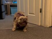 Dog Excitedly Does Hilarious Moves