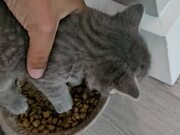 Kitten Mistakenly Sits on Food Bowl