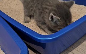 Kitten Mistakenly Sits on Food Bowl