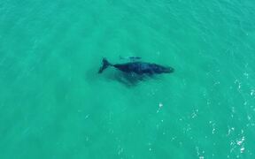 Whale Swims Peacefully Through Ocean With Her Calf