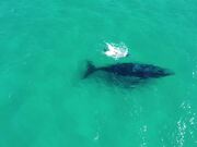 Whale Swims Peacefully Through Ocean With Her Calf