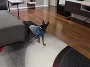 Manchester Terrier Dog Tries to Get to Squeaky Toy