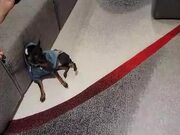 Manchester Terrier Dog Tries to Get to Squeaky Toy