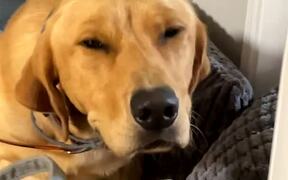 Labrador Tries to Act Innocent