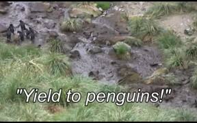 Person Explores Falkland Islands
