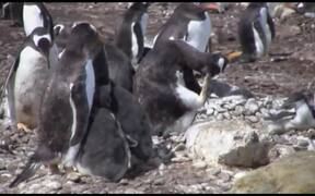 Person Explores Falkland Islands