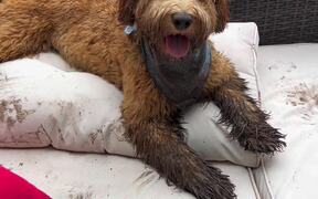 Puppy Completely Covers White Couch in Mud Stains