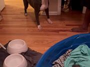 Dog Reacts Hilariously on Seeing his Puppies