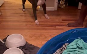 Dog Reacts Hilariously on Seeing his Puppies