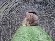 Cat Doesn't Let Sister to Pass Through Tunnel