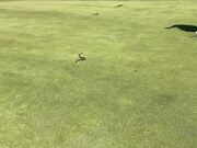 Person Visits Golf Park and Witnesses Snakes