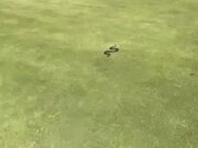 Person Visits Golf Park and Witnesses Snakes