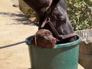 Dog Sits Inside Bucket While Horse Drinks Water