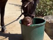 Dog Sits Inside Bucket While Horse Drinks Water