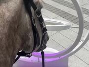 Horse Gets Hit in Nose While Playing With 3D Art