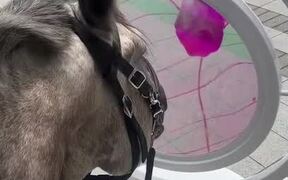 Horse Gets Hit in Nose While Playing With 3D Art