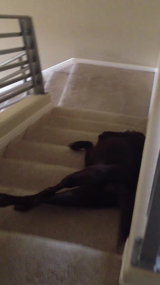 Dog Slides Himself Down on Staircase