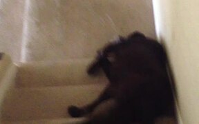 Dog Slides Himself Down on Staircase