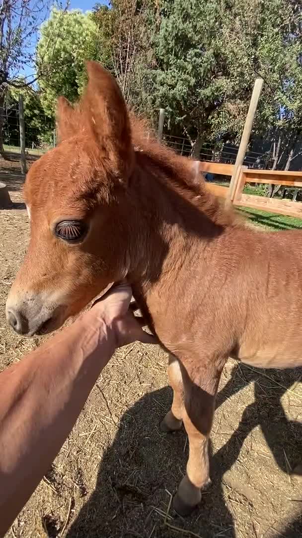 Colt Messes With His Owner While They Try to Calm