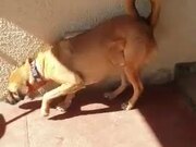 Dogs Rub Themselves Against Hot Air Vent