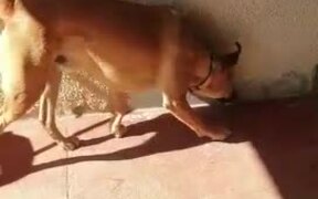 Dogs Rub Themselves Against Hot Air Vent