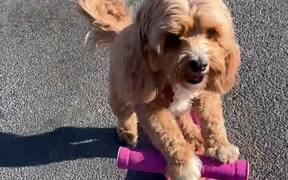 Dog Rides on Kick Scooter