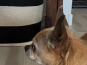 Chihuahua Stares at Owner For Help