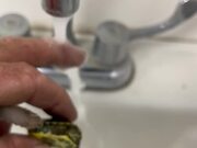 Person Rescues Dehydrated Little Turtle