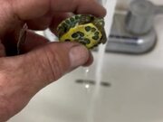 Person Rescues Dehydrated Little Turtle