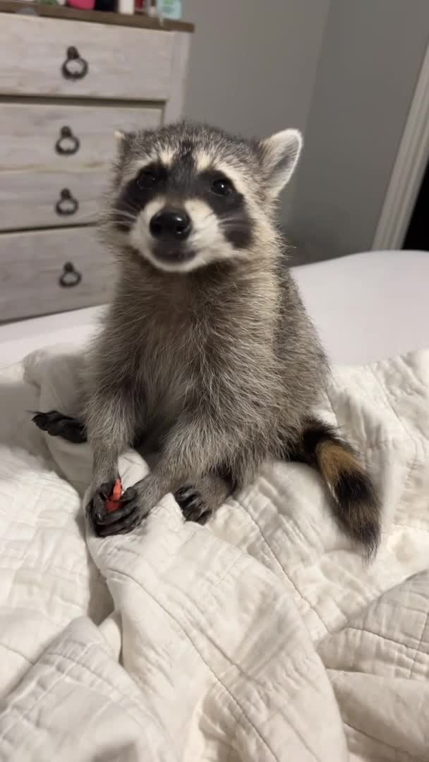 Pet Raccoon Eats Candy From Owner's Stash