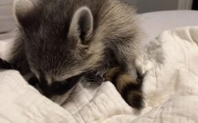 Pet Raccoon Eats Candy From Owner's Stash
