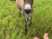 Donkey Gets Vocal With His Neighbor For Food