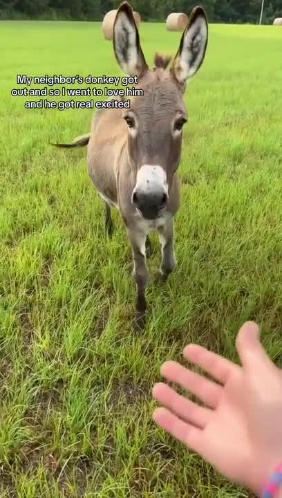 Donkey Gets Vocal With His Neighbor For Food