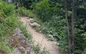 Hikers Come Across Two Rams at Steep Nature Trail