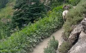 Hikers Come Across Two Rams at Steep Nature Trail
