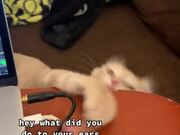 Cat Chews Owner's Laptop Cable