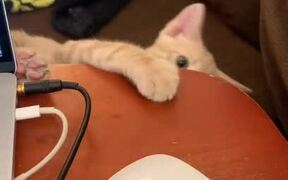 Cat Chews Owner's Laptop Cable