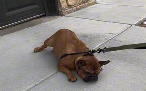 Owner Struggles to Take Lazy Bulldog for Walk