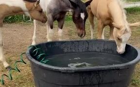 Horse Grabs Hose and Sprinkles Water on Fellows